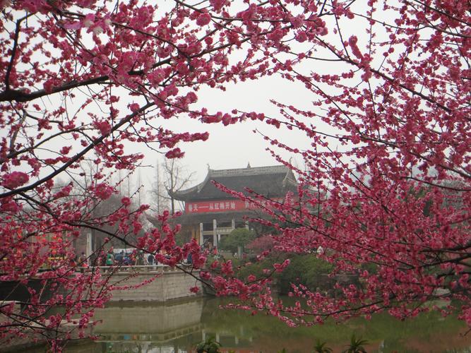 (早春的红梅公园"梅花节")