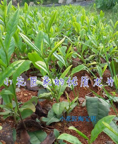 浙江西湖龙井茶树苗黄金芽茶苗龙井茶苗黄金叶绿茶树苗18元起包邮