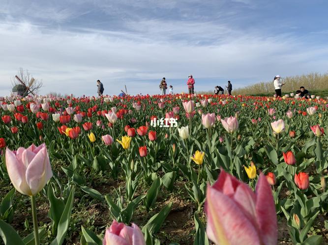 顺义鲜花港_鲜花_野餐_郁金香_出行_人文风光展示