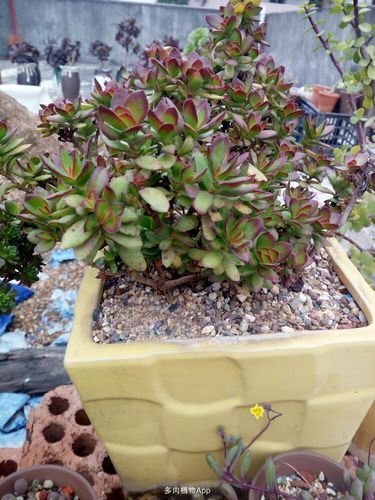 跟着我1-4年的多肉,新手可以参考一下,容易养的品种.湖南地区