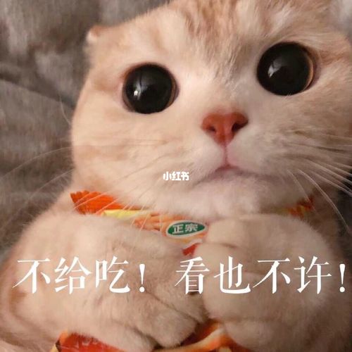 敲可爱的表情包/可可爱爱女生表情包_表情包_小仙女_素材_表情包