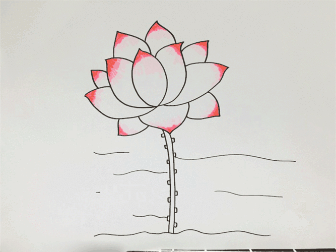 5,给荷花的茎涂上深绿色,并给水面涂浅蓝色,简单的荷花简笔画就完成