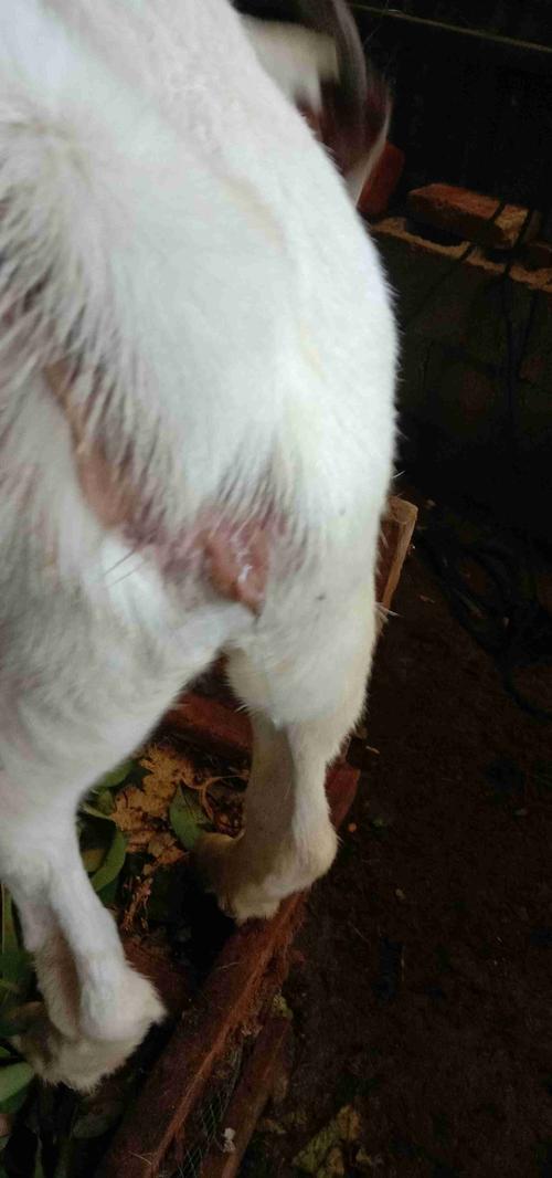 怀孕快三个月的母羊水门流透明的粘稠的液体是怎么回事而且耳朵有点凉