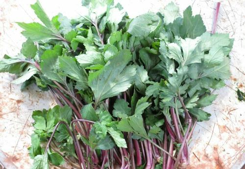 请问这是什么中草药,小时候家里经常用来炖肉汤吃,我觉得很好吃,根和