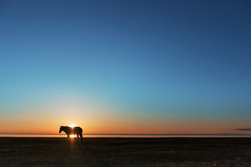 太阳下的一匹马简称日马