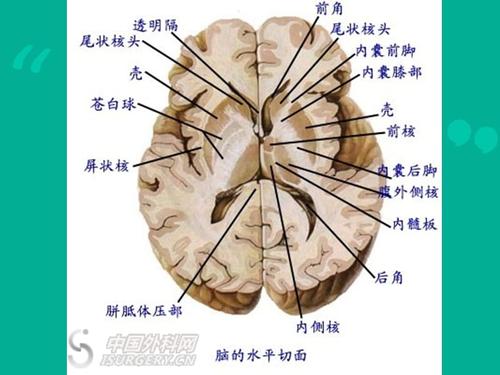 脑室系统解剖_第5页