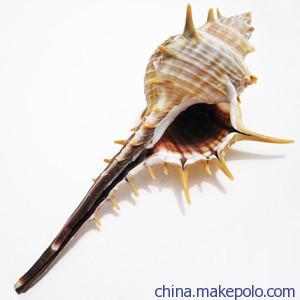 厂家直批原生态海螺贝壳长刺螺小刺螺女巫骨螺