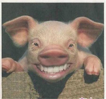 网络经典动物笑脸表情图片大全冬天最流氓了