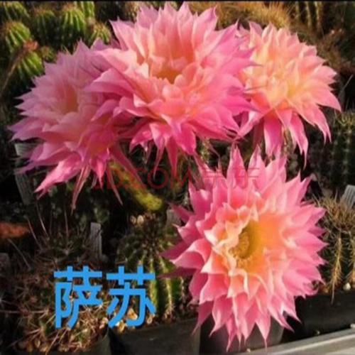 仙人球开花品种彩草宝山浓桃筋龙王芳香玉绯花玉白雪光 t0 彩草萨苏5
