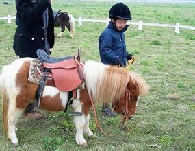 汉中温顺小矮马养殖公司