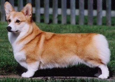 【彭布罗克威尔斯柯基犬】 英国皇室也钟爱的犬种