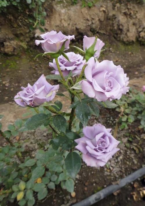 紫精灵月季 蔷薇月季花 迷你盆栽品种