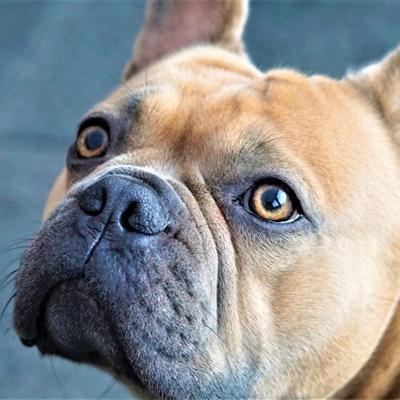 法国斗牛犬头像图片大全