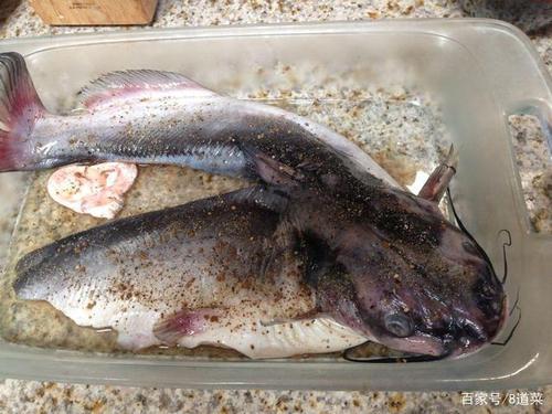 一直被"嫌弃"的鱼,都说臭水沟长大,其实比甲鱼营养比