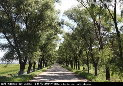 防风林