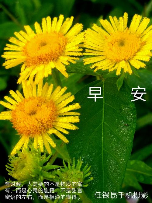 早安 早晨好 早上好 节日快乐问侯集锦任锡昆手机摄影