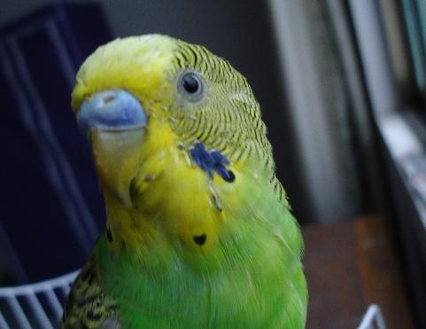 黄桃鹦鹉养一只还是养一对