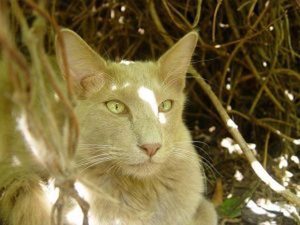 东方长毛猫是一种"怪猫",要是我不愿意养这种猫