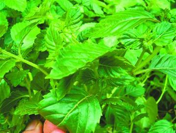 清暑解渴药食俱佳之仙草