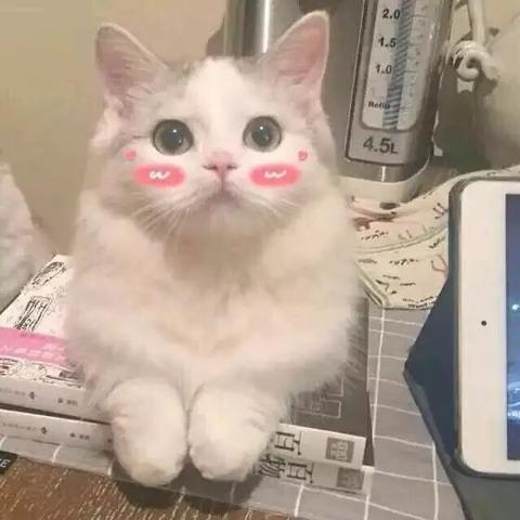 猫头像可爱表情