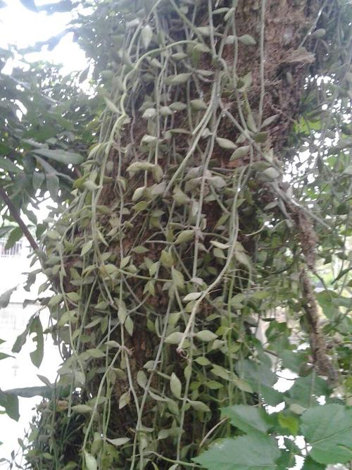 寄生在龙眼树上这草可以煲汤,请问是什么药材,名称是啥名呢?