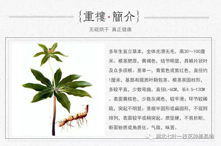 重楼中具有独特的活性成分,药用价值很高,本文将近年来重楼在化学成分