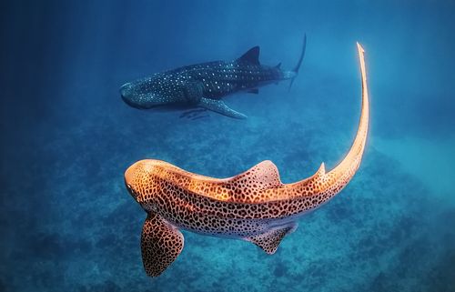 spot the difference (zebra shark 斑马鲨 and whale shark 鲸鱼鲨)