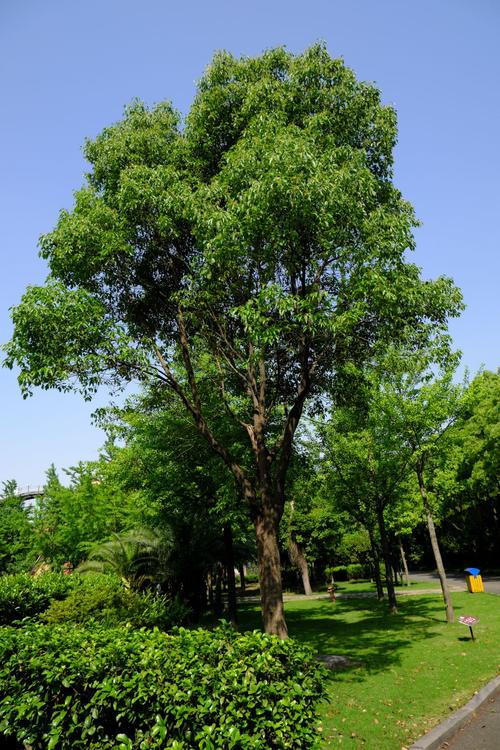 大樟树高清图片下载–免费商用