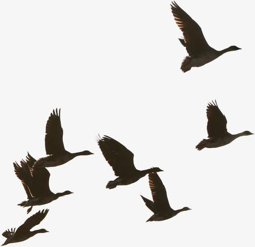 飞雁免抠素材免费下载_觅元素51yuansu.com