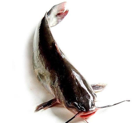 野生新鲜清江鱼 胖头鱼 新鲜海鲜全程冷藏保温 鱼头草鱼鲤鱼鱼头