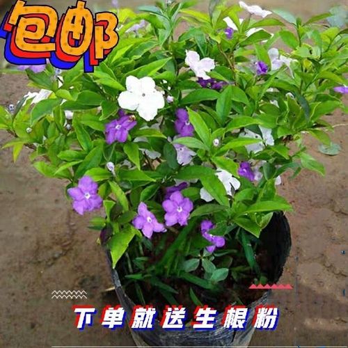 特级四川茉莉花香水花香盆花清香法国花期多彩绿植