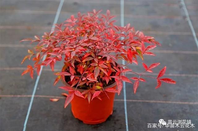 什么是哈伯南天竹?它有什么优势?