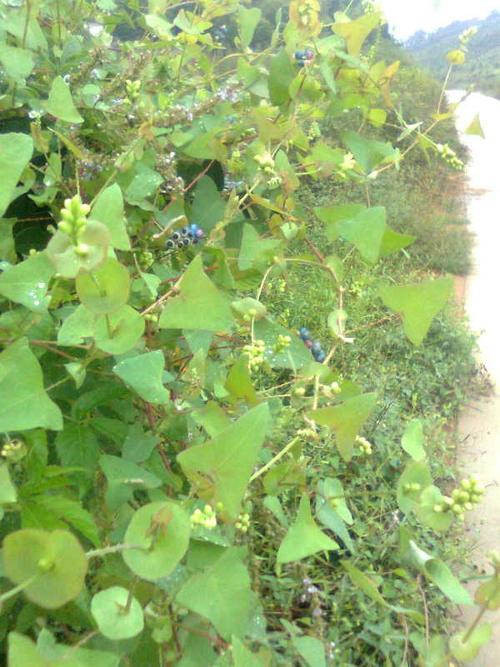 这是一种叶子很酸的藤,有刺,果实既小又酸,请问学名叫