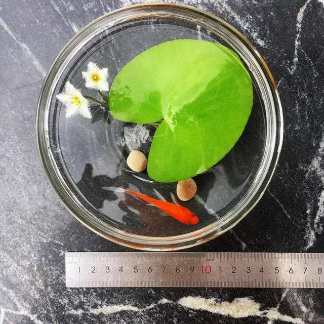 不用土"水培"就能活的花,一叶莲就是如此,气质不凡高贵典雅