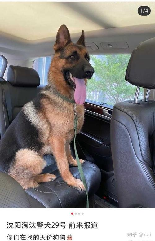 沈阳一只黑背德牧警犬拍卖拍出33万天价现主人称为国家做贡献