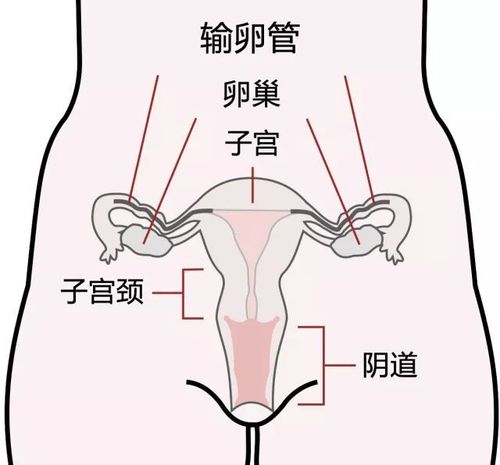 如果有一天子宫被切除,会发生什么?