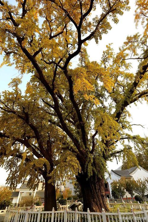 中国的国树是什么树?