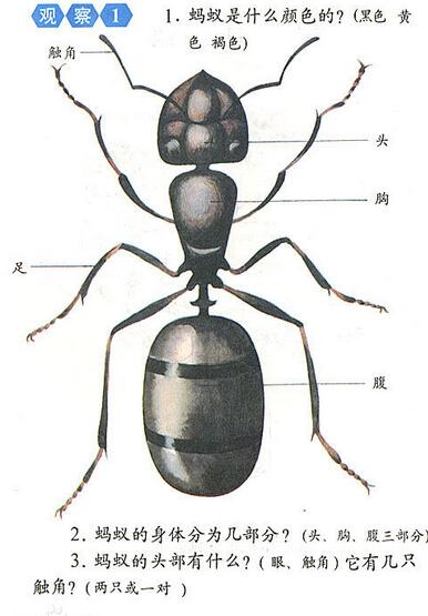 工蚁体形细小,身体长约2.8毫米,全身棕黄,单个蚂蚁要细看才易发现.