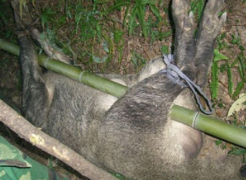 农村山上捉得野猪归,一猪四人抬,累得不轻