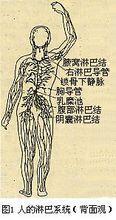 淋巴循环
