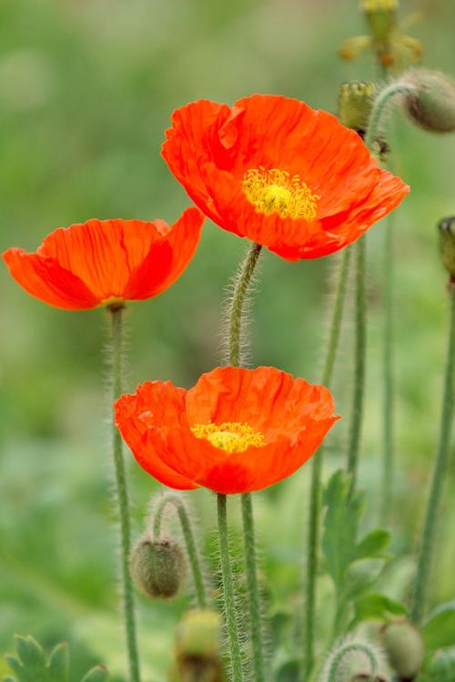 虞美人与罂粟花的区别