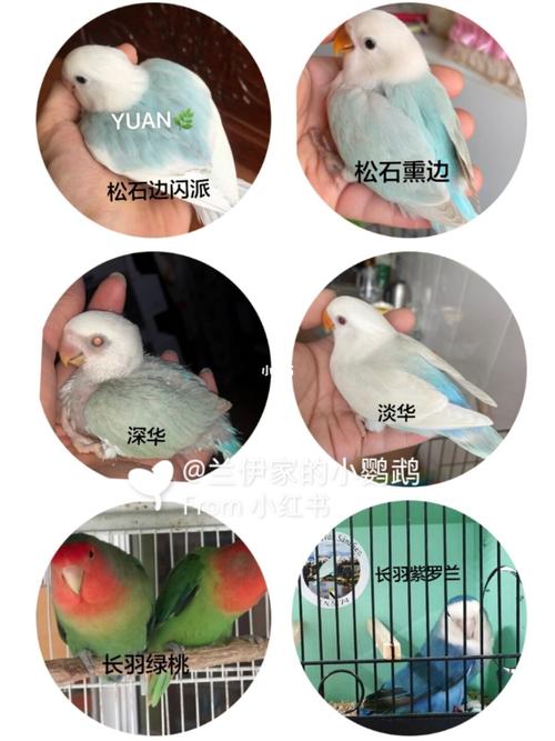 92常见的牡丹鹦鹉品种