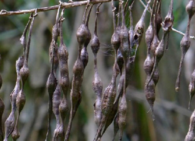 苦豆子功能都有哪些呢