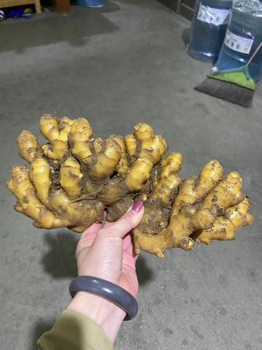 18105498727批发大黄姜 小黄姜 二黄姜 .