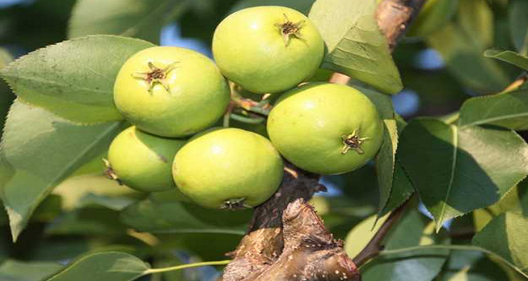 地梨子学名叫什么