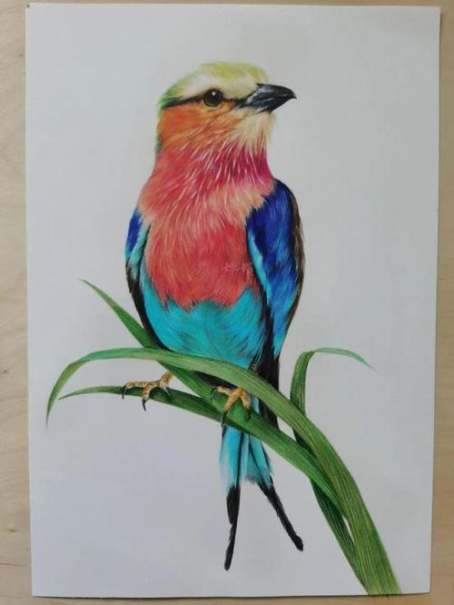 花鸟欣赏～小小彩色铅笔也能画出美丽的花—灵动的鸟儿～写实手绘