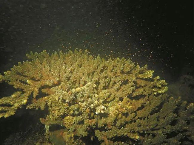大鹏海底超罕见美景这样的瑞雪纷飞你一定没见过