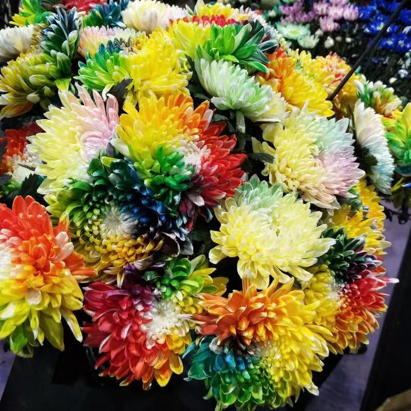 "南京农业大学培育的彩色菊花.