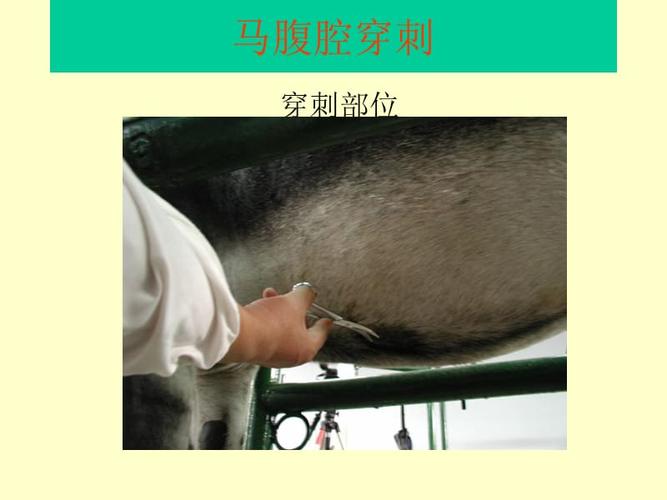 [兽医临床诊断学课件](山东畜牧兽医学院)-特殊临床检查.ppt