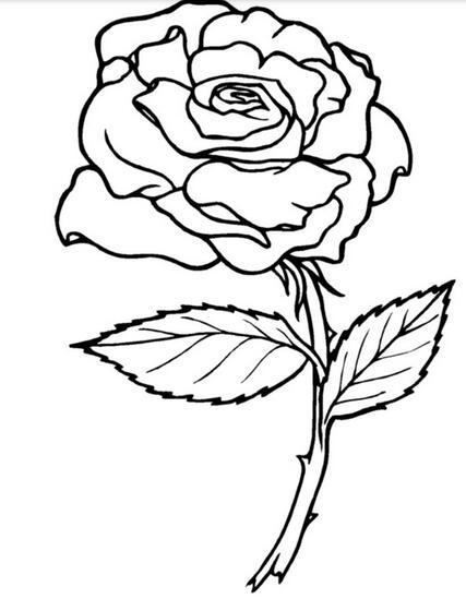美丽的玫瑰花植物简笔画图片